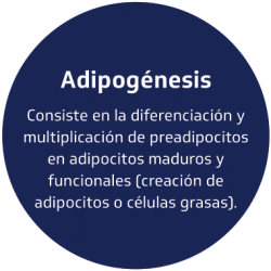 Body-Contouring-Spanish INDIBA-4 copia
